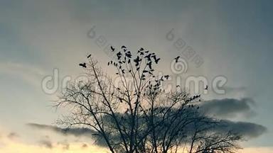 一群鸟从树上起飞，一群乌鸦黑鸟干树。鸟在空中乌鸦慢动作